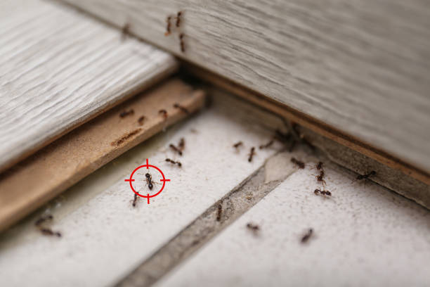 Best Commercial Pest Control Services  in Wanakah, NY